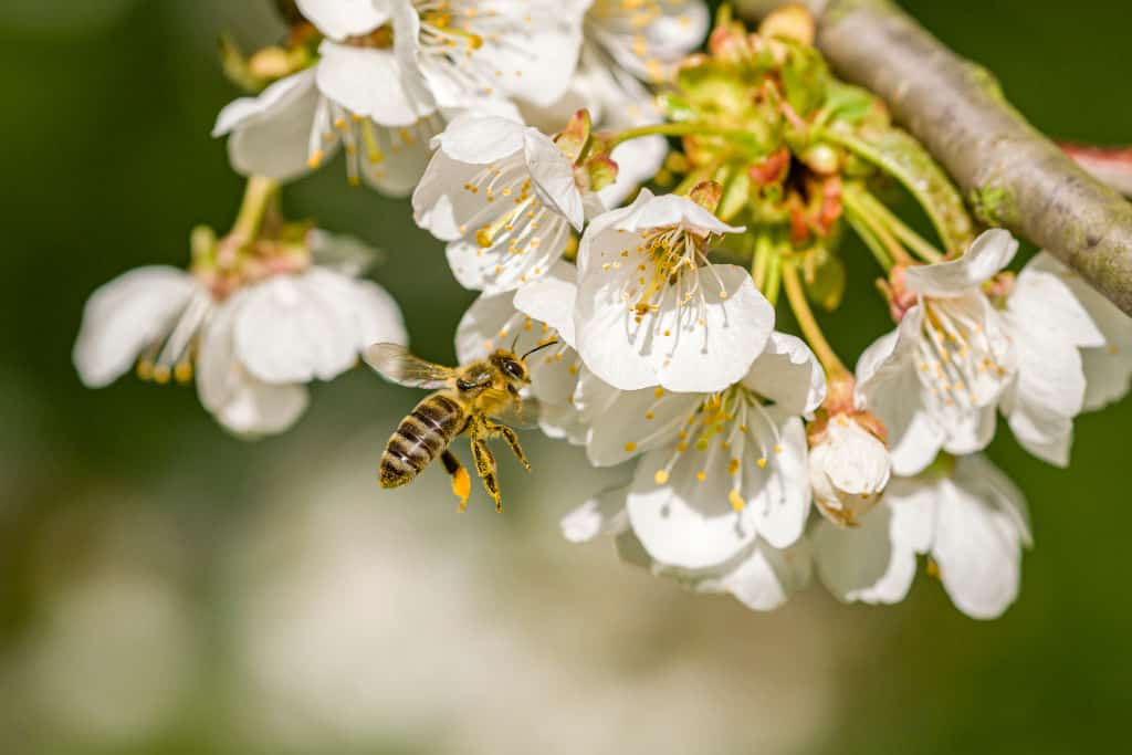 Jak uratować pszczoły? Akcja „Odbierz nasiona – ratuj pszczoły”!