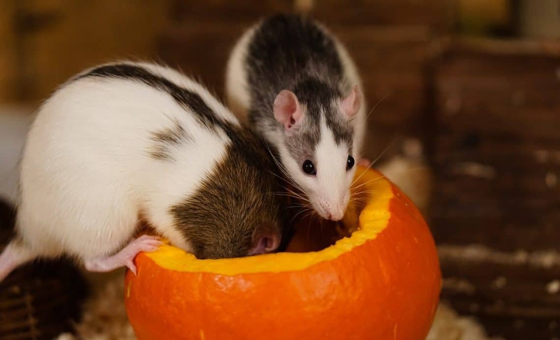 szczury jedzące dynię