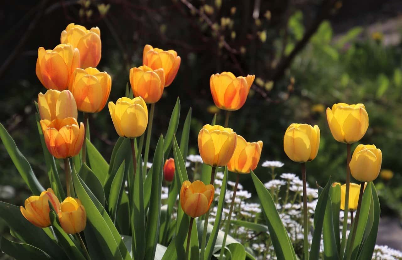 Kiedy sadzić tulipany? Techniki sadzenia i najlepsze odmiany