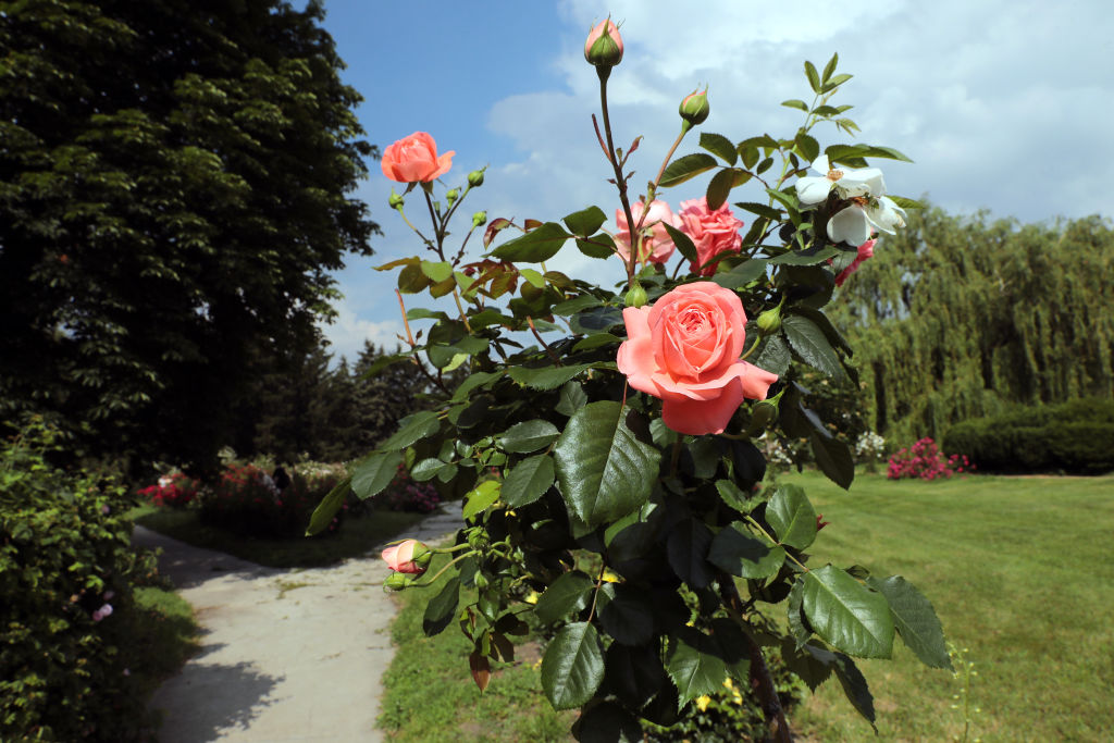 Ogród pełen róż. Jakie odmiany sprawdzą się w ogrodzie?