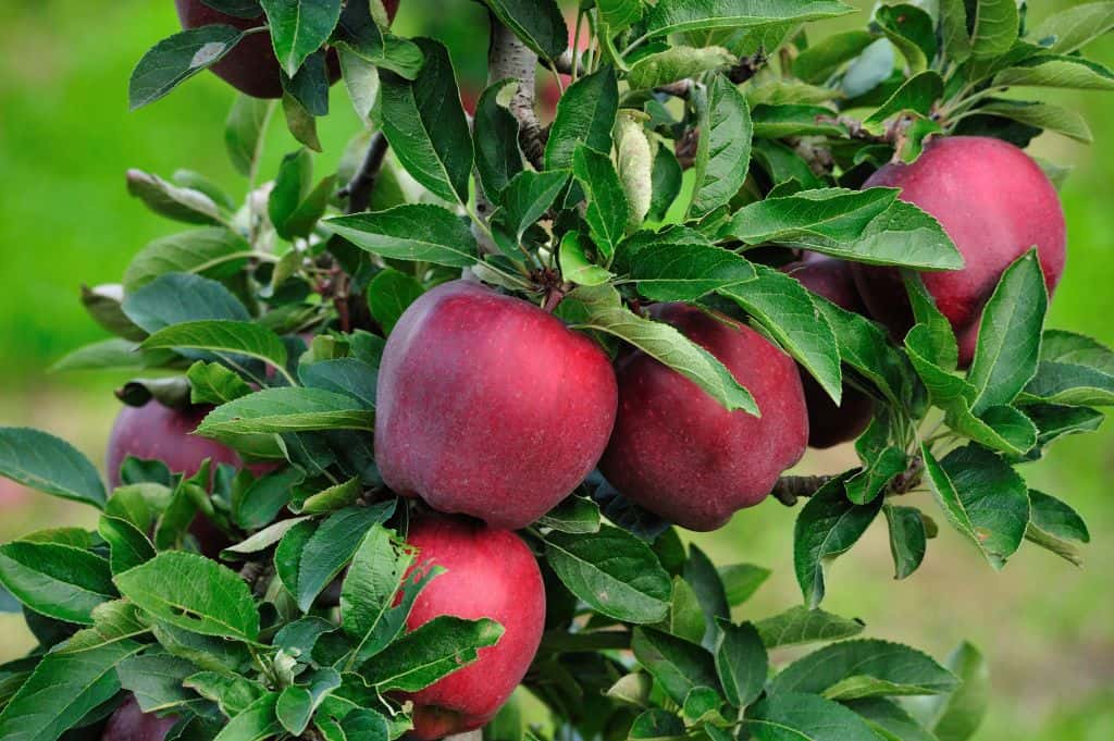 Jabłonie. Najsmaczniejsze polskie odmiany