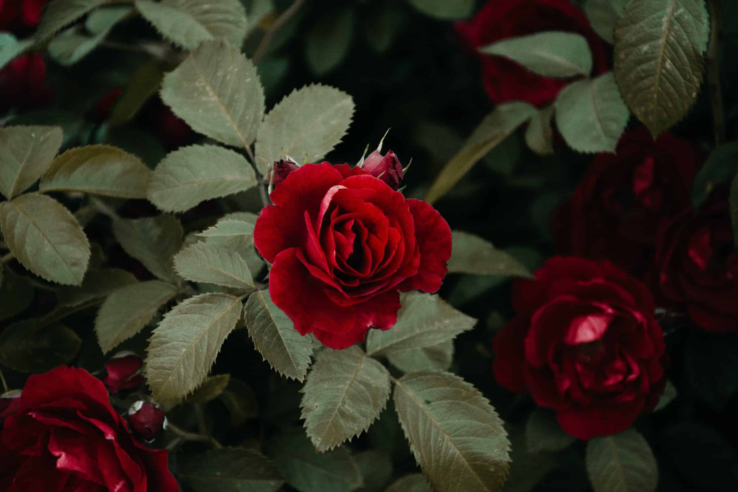 Jesienne róże – uprawa, nawożenie i pielęgnacja