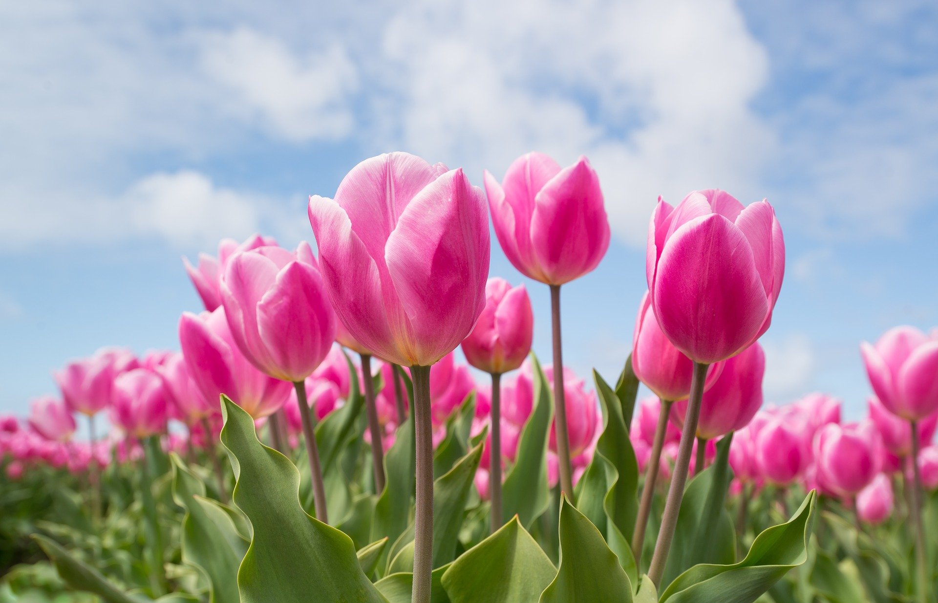 Sadzenie tulipanów jesienią. Jak sadzić tulipany?