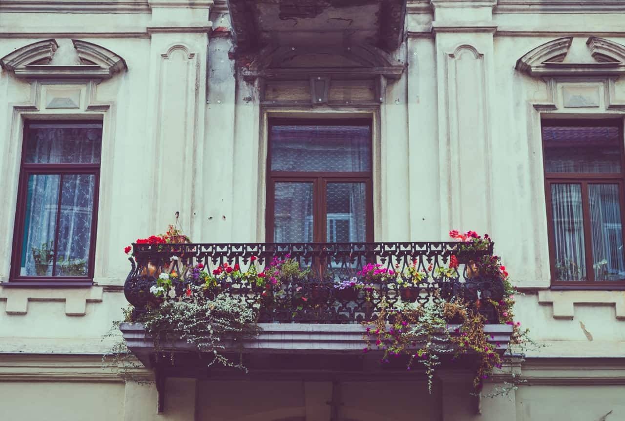 Lobelia przylądkowa. Kwiaty balkonowe do cienia