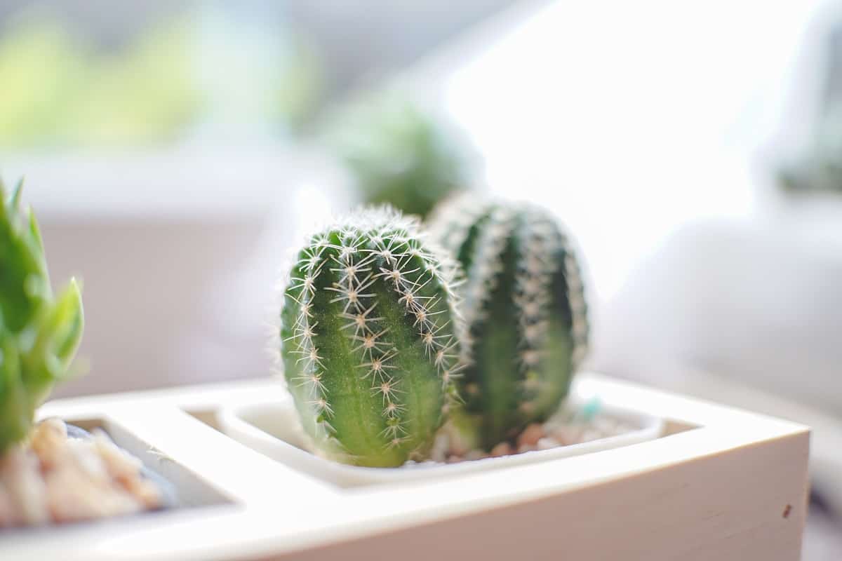 Jak pielęgnować kaktusy?