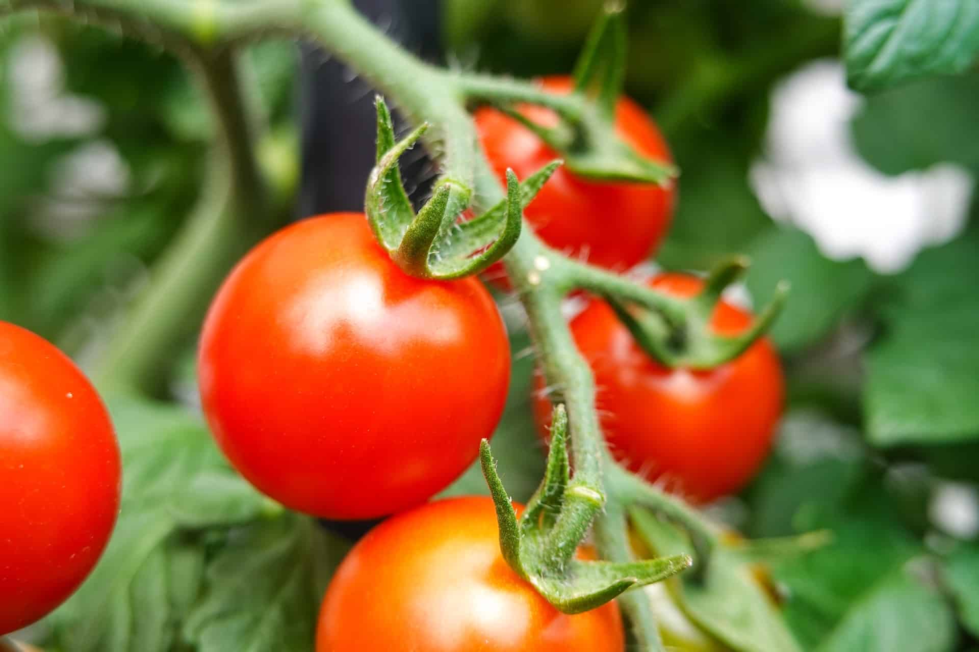 Przycinanie pomidorów – jak i kiedy to robić?