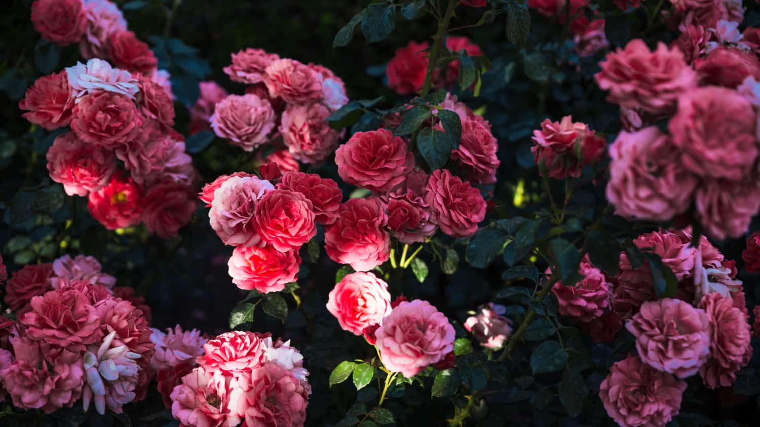Róże w ogrodzie. Jak urządzić estetyczny różany kącik?