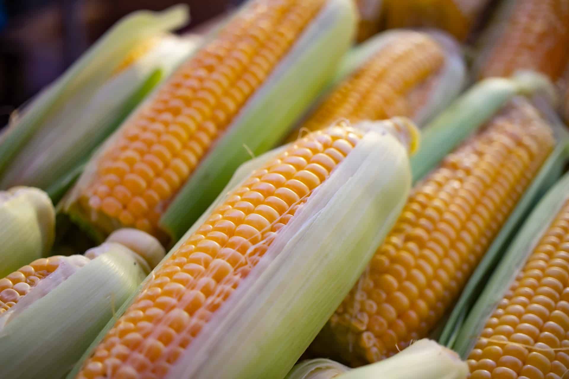 Sadzenie kukurydzy – najważniejsze informacje