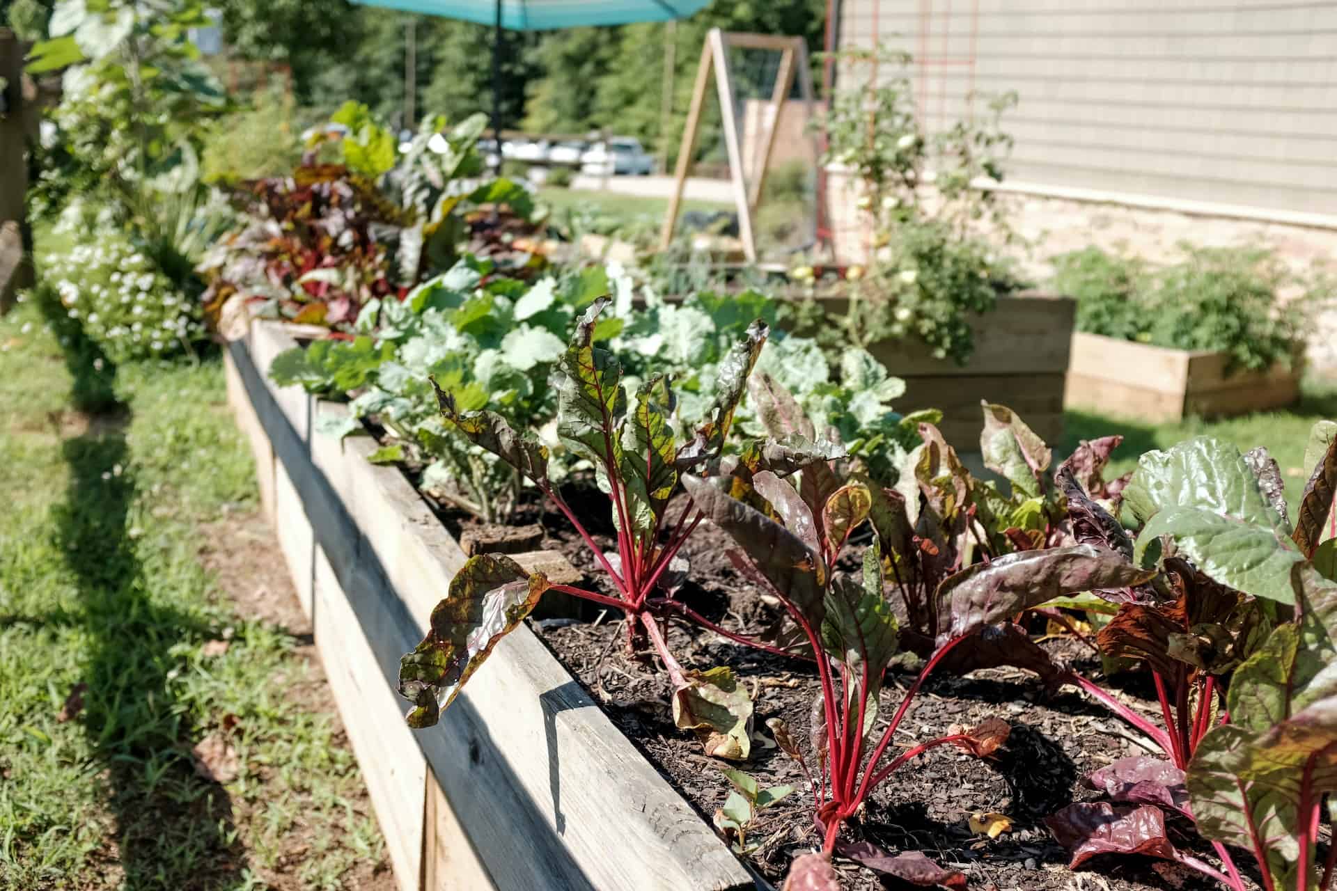 Jak stworzyć warzywnik w ogrodzie?