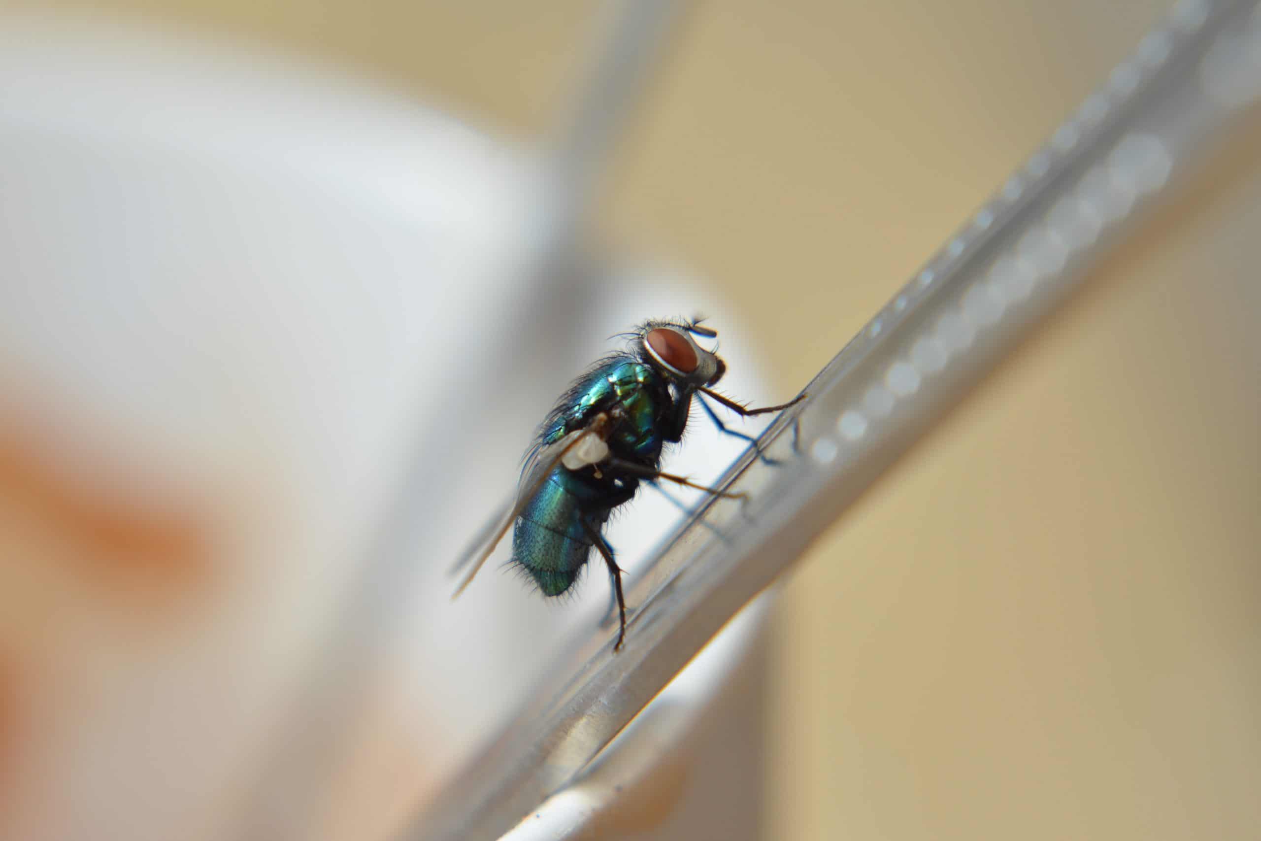Muchy i komary – jak pozbyć się ich z domu?