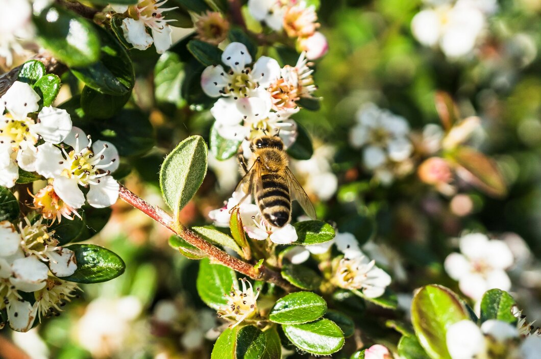 Tworzenie przyjaznej przestrzeni dla pszczół: korzyści i praktyczne porady