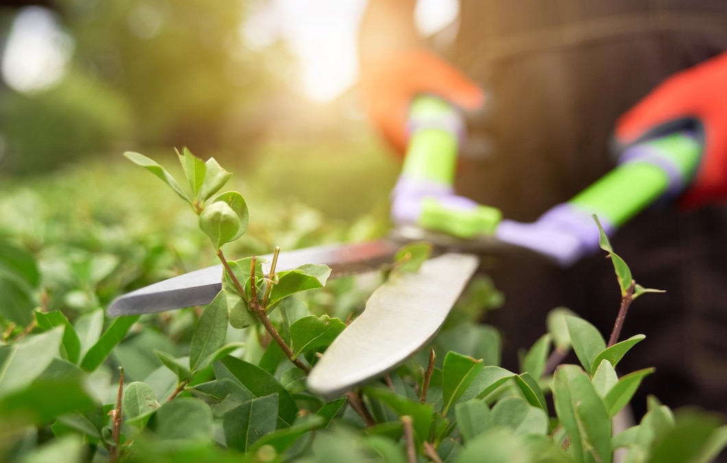 Pielęgnacja i przycinanie drzewek owocowych – poradnik dla miłośników przydomowych ogrodów