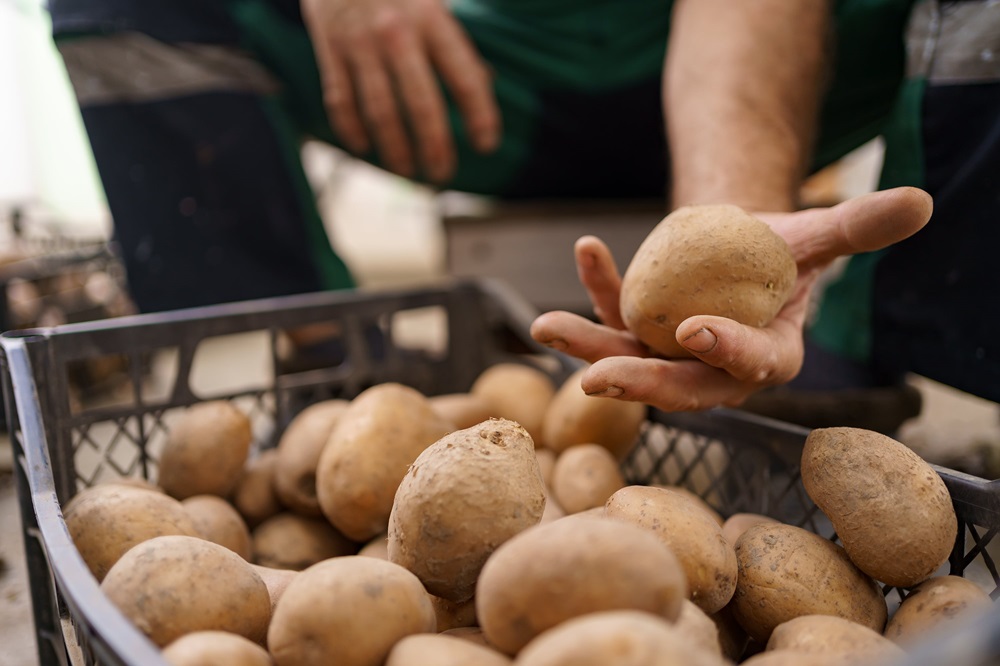 Uprawa ziemniaków krok po kroku