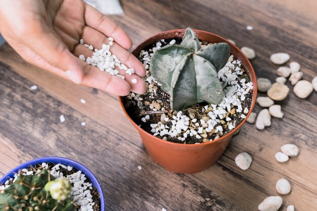 Odkryj tajniki tworzenia domowego terrarium z sukulentami